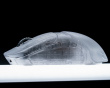 Pathfinder Wireless Gaming Mouse - Ghost (DEMO)